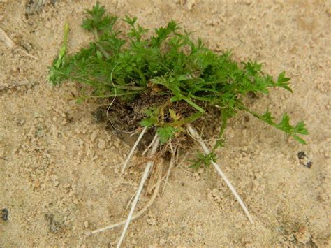 Photo Of The Roots Of Lawn Burweed Soliva Sessilis Posted By