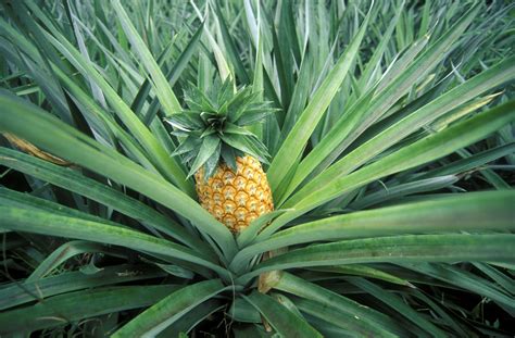 How To Grow A Pineapple Top A Step By Step Guide Better Homes And