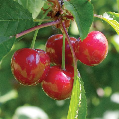 Canadian Red Cherry Box 5kg — Momobud