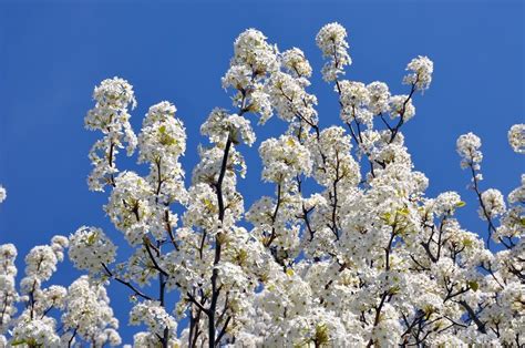 White Flowering Pear Trees In Spring