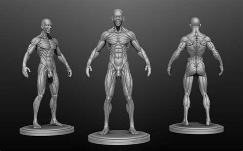 Male Anatomy Ecorche 3D Model Human Anatomy Drawing Human Figure