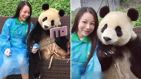 This Photogenic Panda S Epic Selfie Skills Have Taken The Internet By Storm