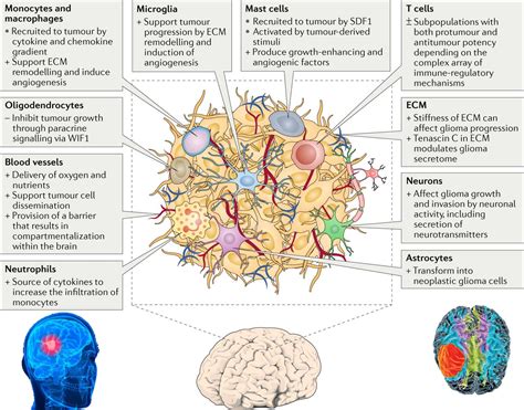 Glioblastoma New Targets For Treatment With Brain Cancer Cells