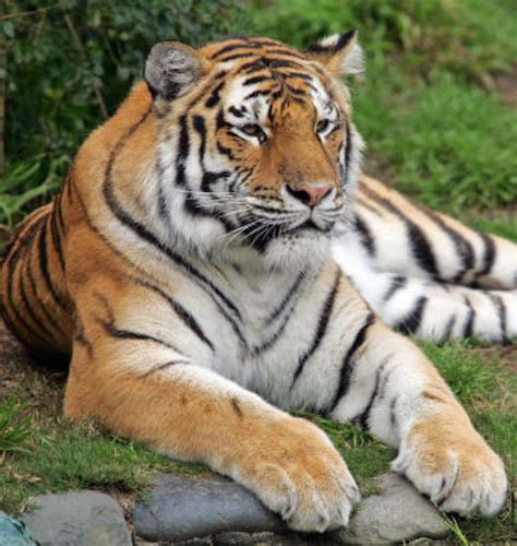 Details Emerge In Sf Zoo Tiger Attack Houston Chronicle