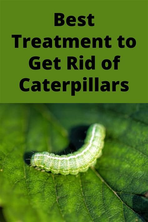 How To Get Rid Of Caterpillars ~ Garden Down South Caterpillar Eating