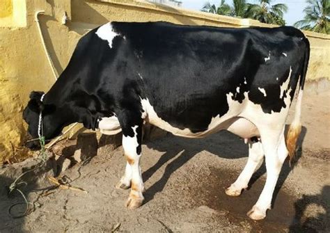 Black And White Spotted Jersey Cow Gender Female At Best Price In Yamunanagar Rana Farm Mullana