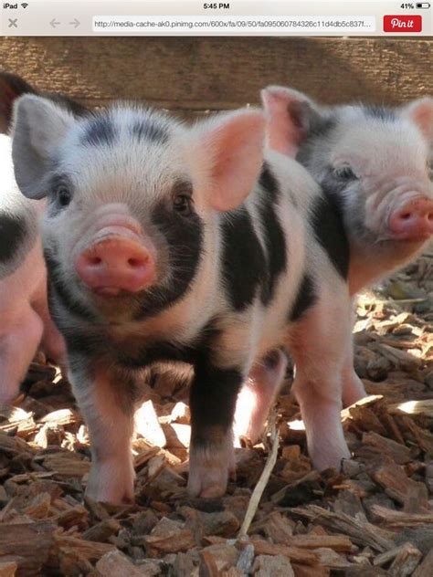 Pin By Ethan Brown On Swegypt Teacup Pigs Baby Pigs Pig
