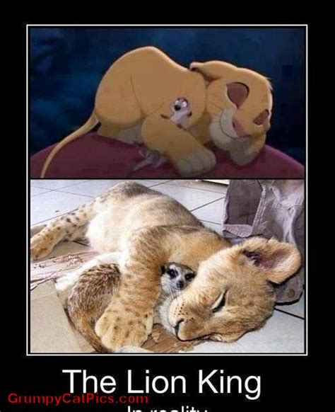 16 Cat Memes Lion King Factory Memes
