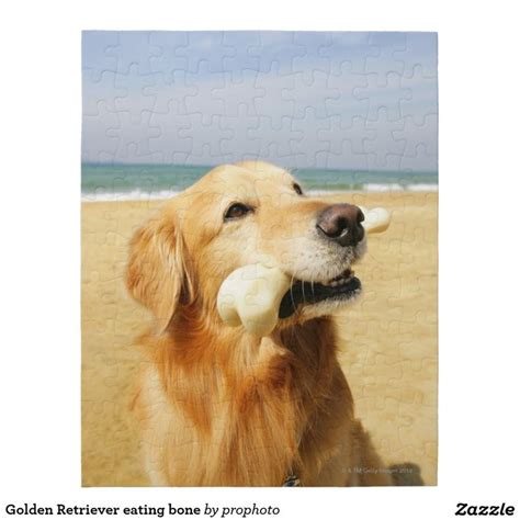 Golden Retriever Eating Bone Jigsaw Puzzle Zazzle Golden Retriever
