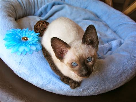 Carolina Blues Cattery Siamese Kittens For Sale