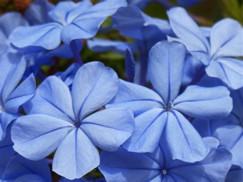 Wallpaper Petals Blue Flowers Close Up Blurred Resolution