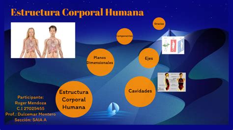 Estructura Del Cuerpo Humano By Roger Mendoza On Prezi
