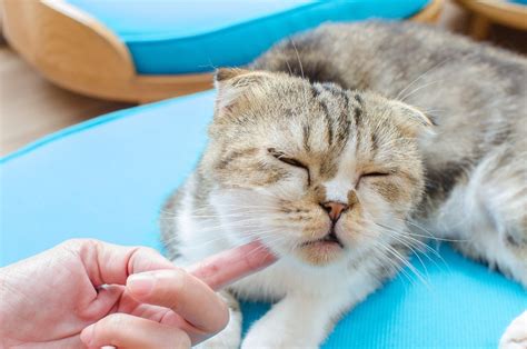 The best flea treatments for cats include flea and tick preventative products like frontline and advantage. Treating a Cat's Swollen Chin? | ThriftyFun