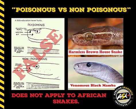 Poisonous Versus Non Poisonous African Snakebite Institute