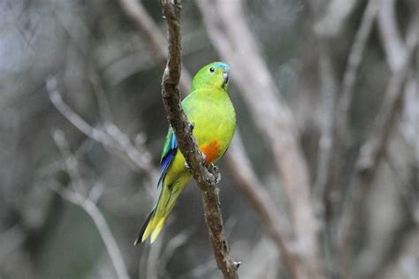 Orange Bellied Parrots Crowdfunding Last Ditch Efforts To Save