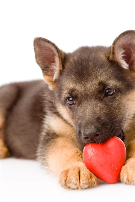 German Shepherd Puppy Dog With A Red Heart Isolated On White