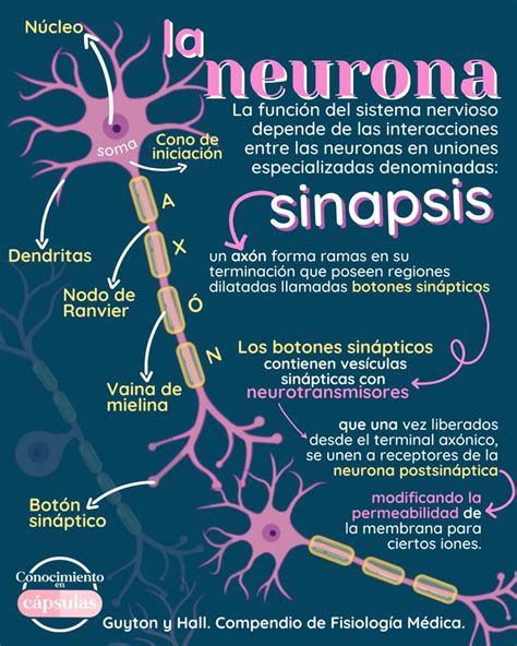 Sinapsis Neuronal Neuronas Fisiolog A Sistema Nervioso