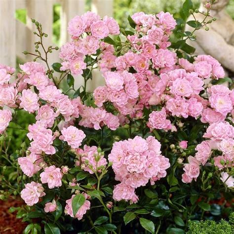 Buy Fairy Roses Pink Affordable Gardens4youie
