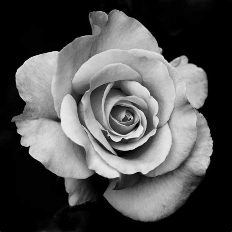 The 25 Best Rose Reference Ideas Rose Doodle In Anime Black And White