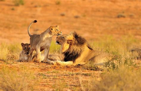 16 reasons why you should visit the ruaha national park discover africa