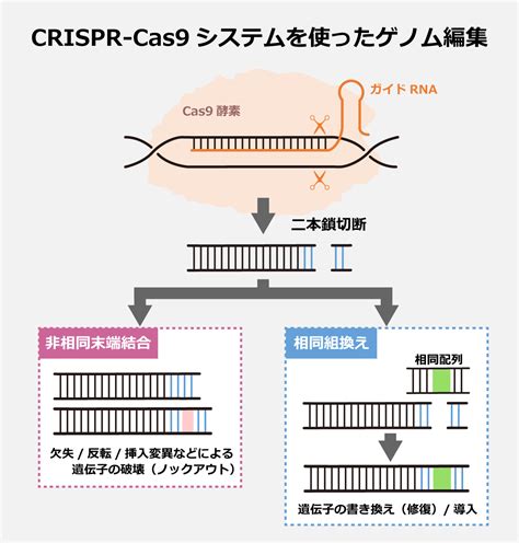 子供向け Crispr Cas9を用いたゲノム編集