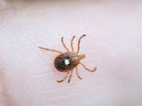 What Is The Heartland Virus The Potentially Deadly Tick Borne Illness