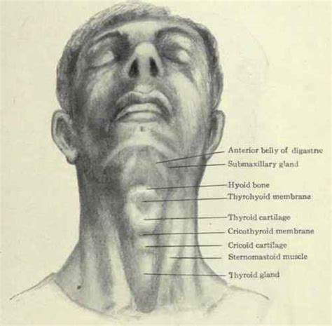 Surface Anatomy Of The Neck
