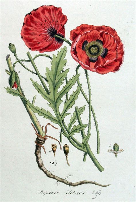 Grote Klaproos Papaver Rhoeas Botanical Drawings Poppy Drawing