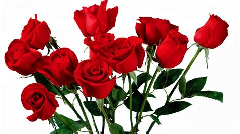 Wahai sang mawar merah yang anggun nan ayu. 9 Wallpaper Bunga Mawar Merah | Deloiz Wallpaper