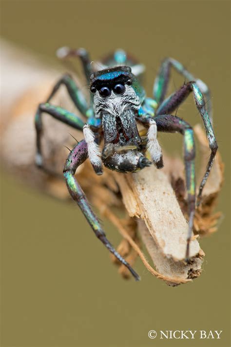 These Are The Most Exquisitely Weird Spiders You Will Ever See Wired