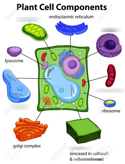 Plant Cell Organelles Diagram Diagram Showing The Basic Structures Of