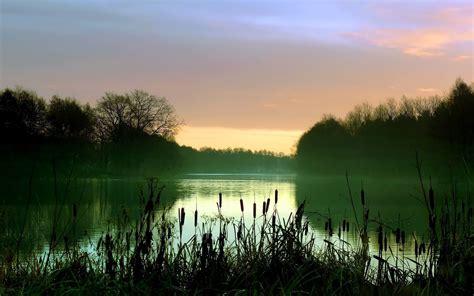 Early Morning Lake Scenery Mist Reeds Trees Wallpaper Nature And
