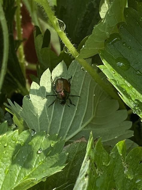 What is this beetle eating my wife’s plants and how do I get rid of
