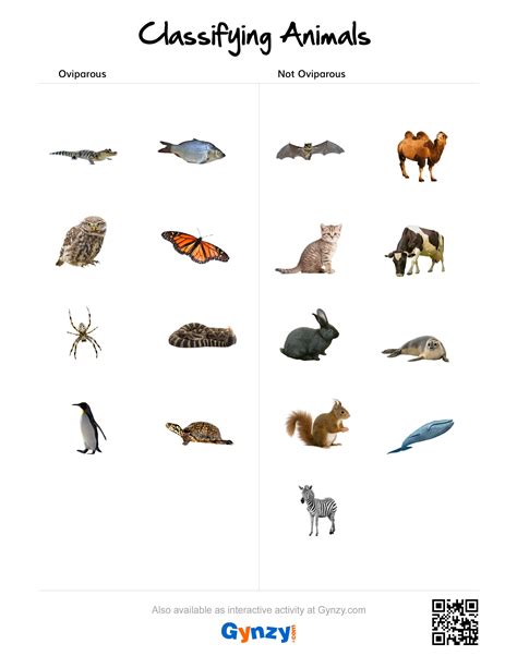 Animal Classification Worksheet Pdf - worksheet