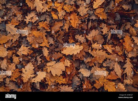 Yellow Autumn Leaves Texture Autumnal Background Fall Leaves In The
