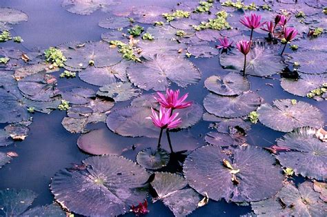 Pin By Misko Besikic On Bohomania Lotus Pond Art Photography Pink Lotus