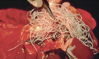 Once infected, parasitic worms develop and live in the arteries of the lungs and in the heart. Rowan Animal Clinic - Heartworms - Rowan Animal Clinic ...