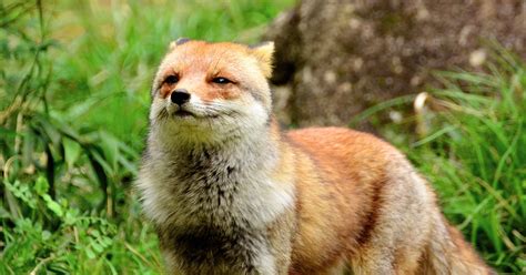 Abes Animals Japanese Fox