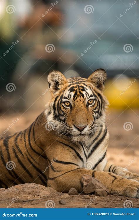 Royal Bengal Tiger Portrait Ranthambore Tiger Reserve Rajasthan
