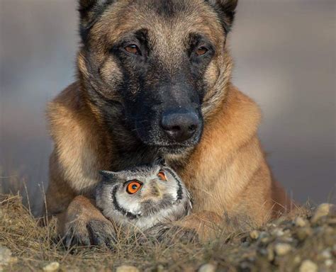 Meet Ingo And His Friend The Owl Credit Tierfotografie Tanja Brandt
