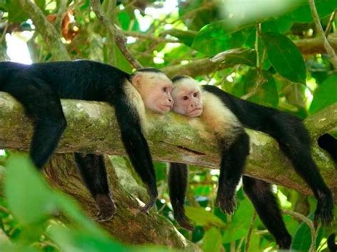 Capuchin Monkey Facts Top 10 Facts About Capuchin Monkey Capuchin