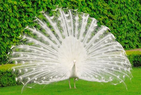 Check spelling or type a new query. Download Wallpaper Of White Peacock Gallery