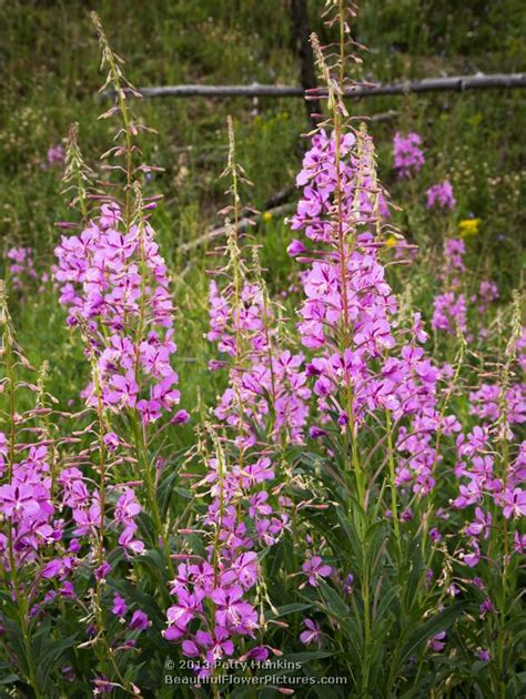 Fireweed Chamerion Angustifolium Beautiful Flower Pictures Blog