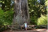 Images of Prairie Creek Redwoods State Park Camping