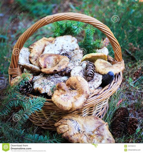 Organic food is at the heart of what we do: Full Basket Of Autumn Mushrooms. Natural Organic Food ...