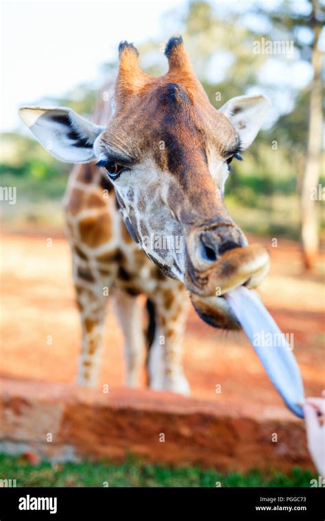 Feeding A Young Endangered Rothschild Giraffe In Africa Stock Photo Alamy