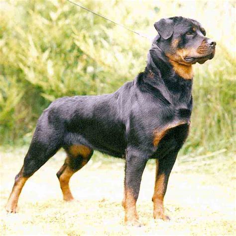They're both cute but there's few dog breeds which have such a strong presence even in photographs. Puppy World: Rottweiler Puppy Photos