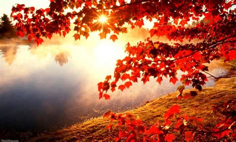Windows 10 Wallpaper Autumn Mywallpapers Site Autumn Leaves