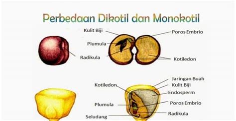 Contoh Buah Yang Berbiji Monokotil Dan Dikotil Yang Wajib Diketahui