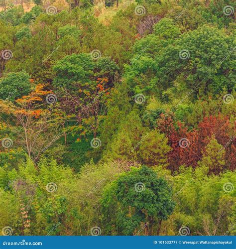 Colorful Forest Stock Image Image Of Forest Beautiful 101533777